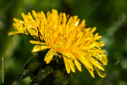 Macro photo of a yellow dandelion bloom with raindrops