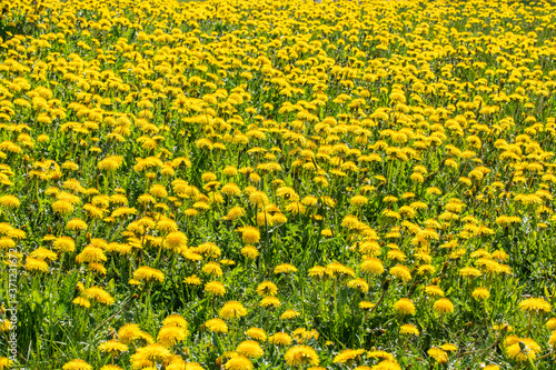 Meadow with a beautiful yellow dandelion bloom