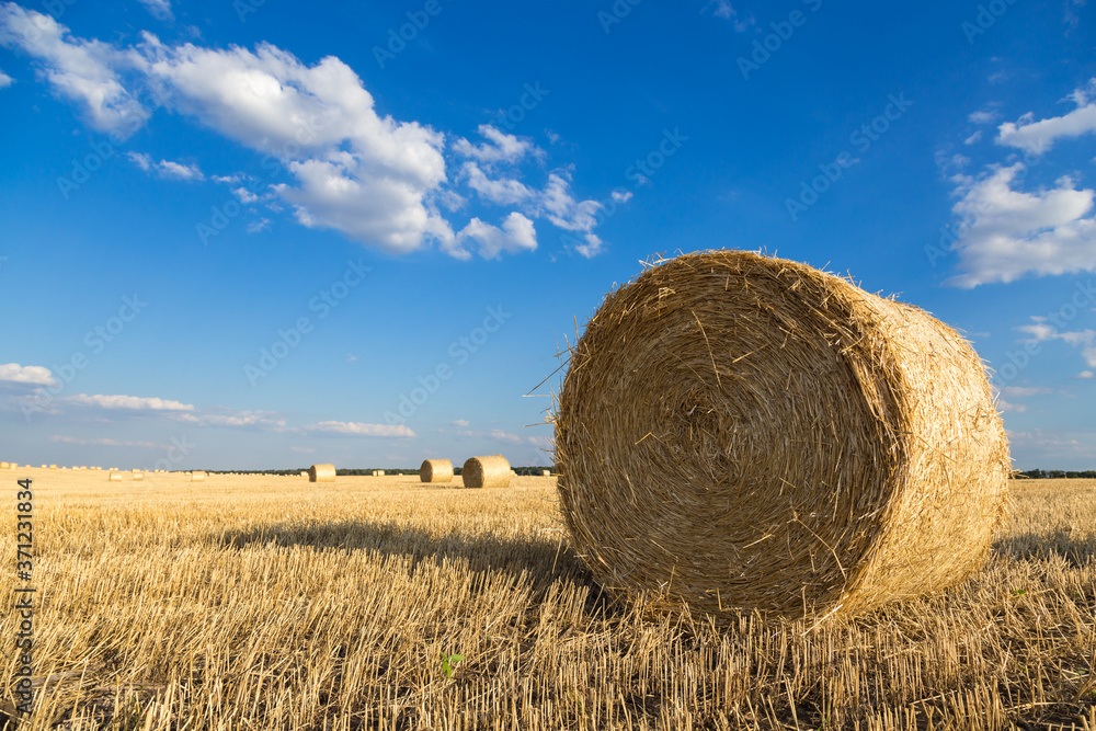 golden field with roll bales of wheat straw at sunset golden field with roll bales of wheat straw at sunset