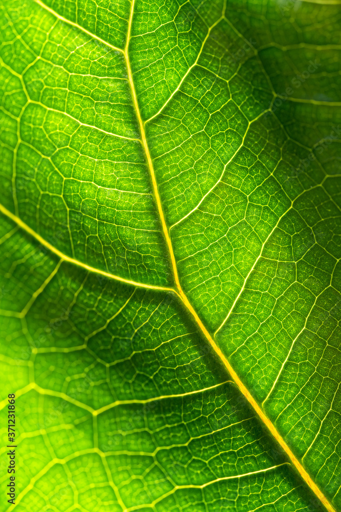 Close up of fresh green leaf texture of Ficus Lyrata against sunlight, macro photo. Close up of fresh green leaf texture of Ficus Lyrata against sunlight, macro photo.