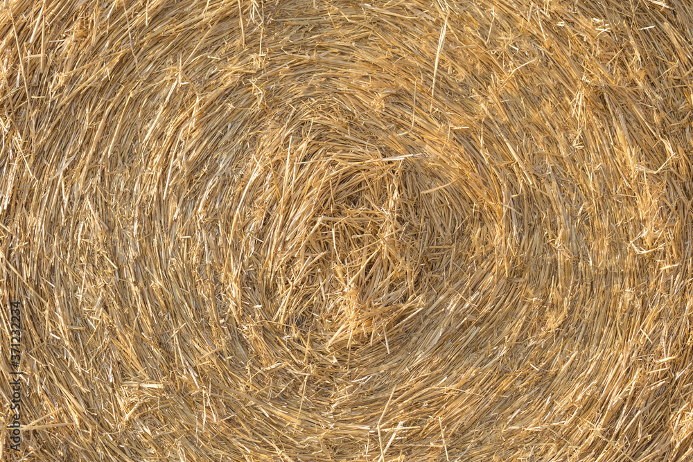 natural background with roll bale of wheat straw natural background with roll bale of wheat straw