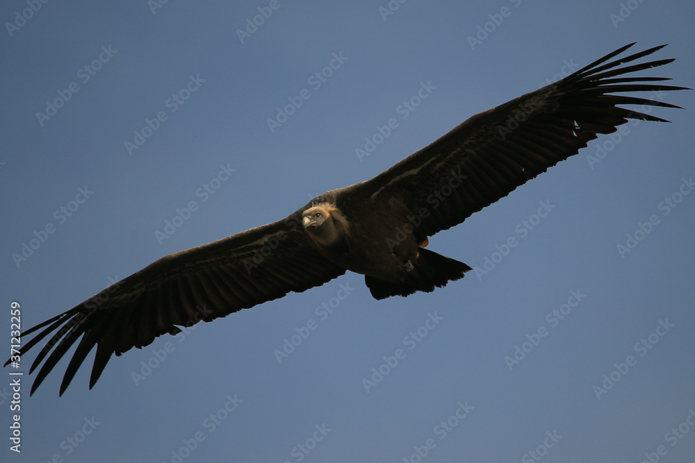Griffon Vulure flying in the Gorges du Verdon, Provence, France. Griffon Vulure flying in the Gorges du Verdon, Provence, France.
