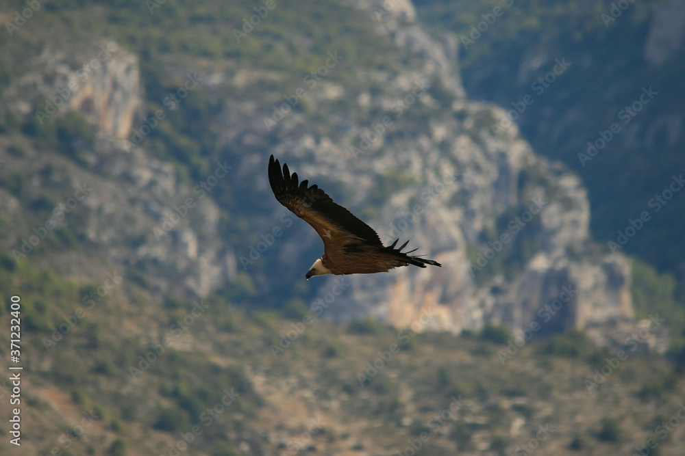 Griffon Vulure flying in the Gorges du Verdon, Provence, France. Griffon Vulure flying in the Gorges du Verdon, Provence, France.