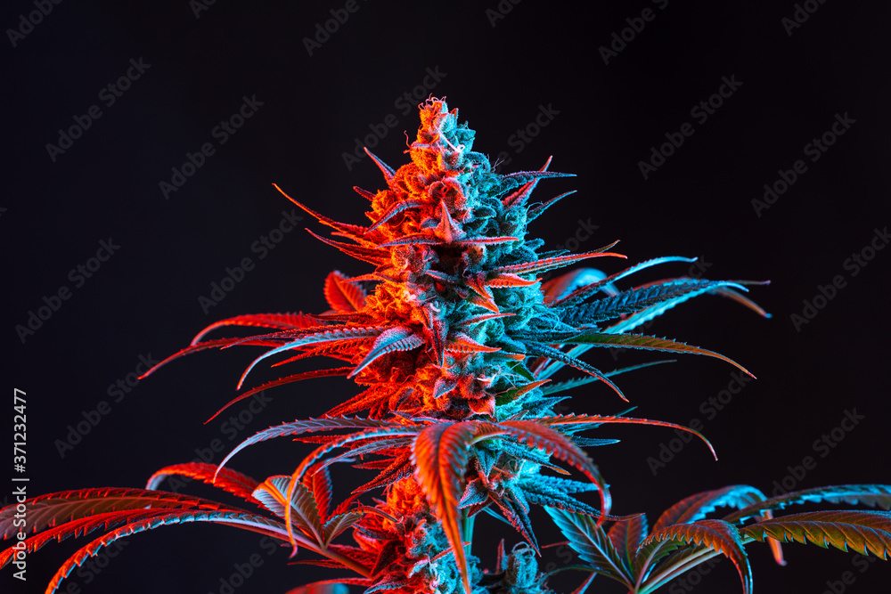 Dual Toned Red and Blue Vaporwave Flowering Medical Marijuana or Hemp Plant Isolated on Minimalist Black Background Dual Toned Red and Blue Vaporwave Flowering Medical Marijuana or Hemp Plant Isolated on Minimalist Black Background