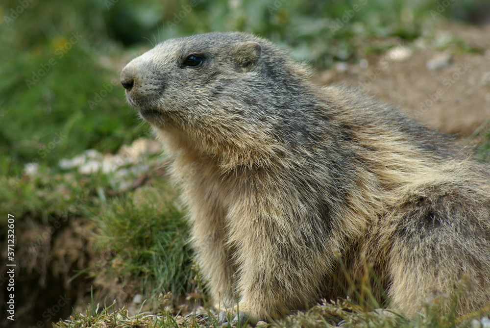 An alert groundhog looking around in a mountain field An alert groundhog looking around in a mountain field