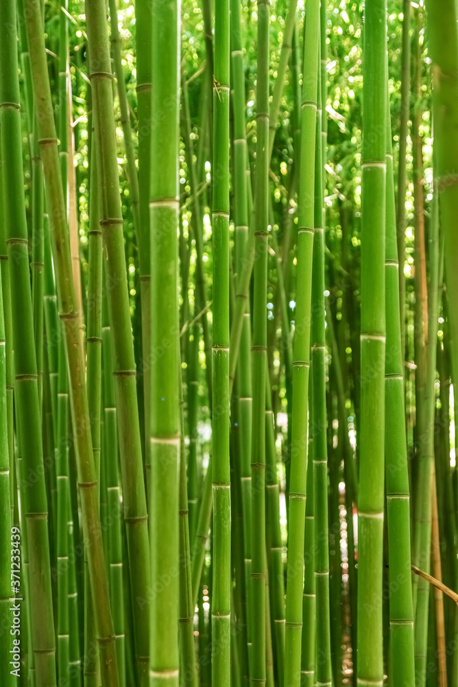 Green trunks of dense bamboo forest Green trunks of dense bamboo forest