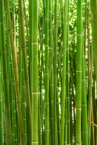 Green trunks of dense bamboo forest