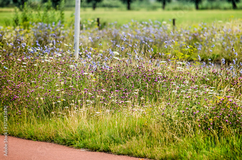 Wildflowers, including clover and chicory grow abundantly by the side of a red asphalt bicycle lane  in summer in the town of Zwolle, The Netherlands