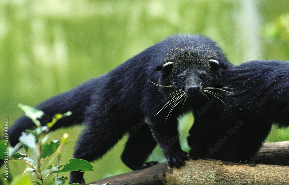 Obraz premium Binturong Civet or Asian Bearcat, arctictis binturong, Adult