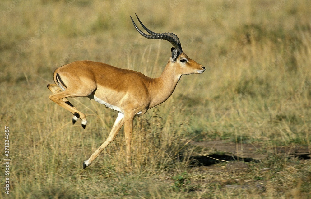 Impala, aepyceros melampus, Male running on Dry Grass, Kenya Impala, aepyceros melampus, Male running on Dry Grass, Kenya
