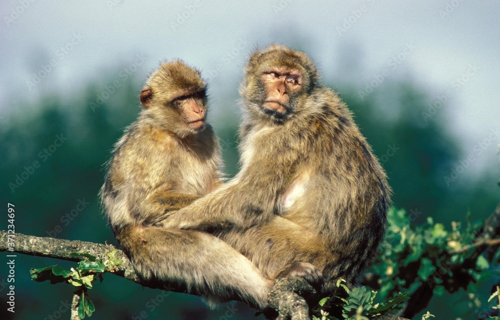 Naklejka premium Barbary Macaque, macaca sylvana, Adults sitting on Branch