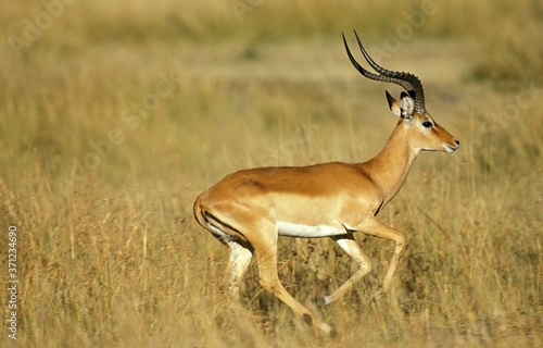 Impala  aepyceros melampus  Male running on Dry Grass  Kenya