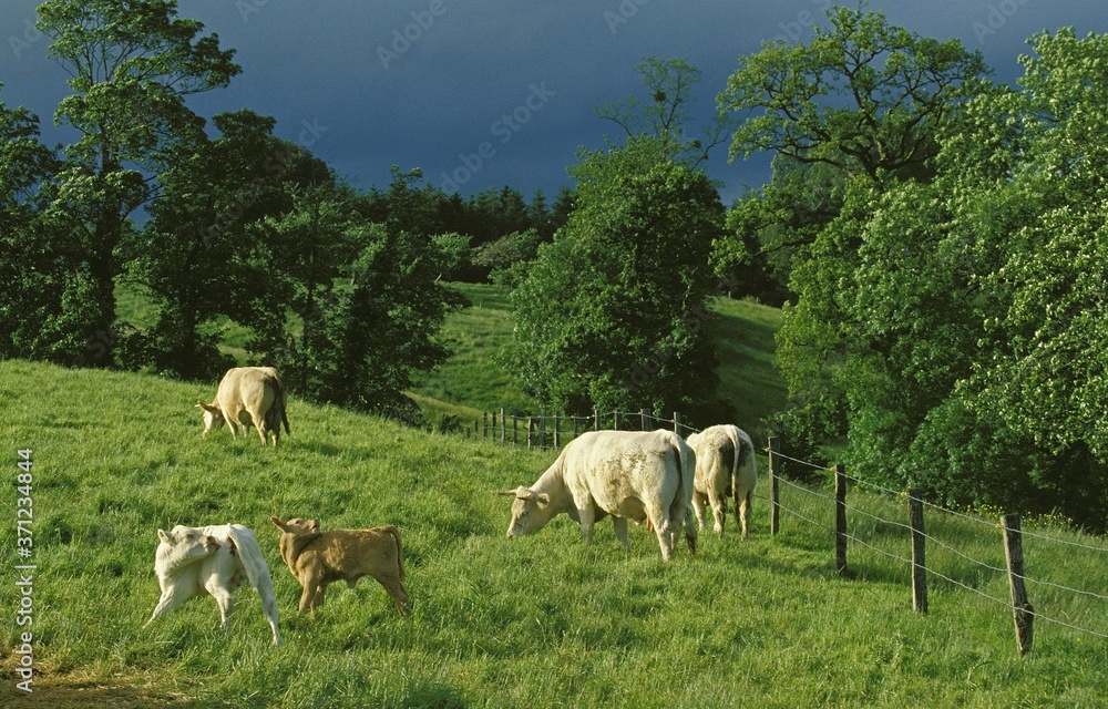 Domestic Cattle, Cows and Calf standing in Meadow, Normandy Domestic Cattle, Cows and Calf standing in Meadow, Normandy