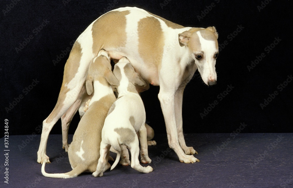 Whippet Dog, Mother with Pup suckling against Black Background Whippet Dog, Mother with Pup suckling against Black Background