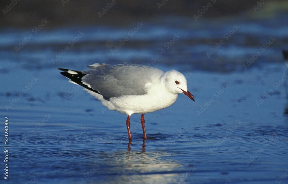 Hartlaub's Gull, larus hartlaubii, Adult looking for Food on Beach, South Africa Hartlaub's Gull, larus hartlaubii, Adult looking for Food on Beach, South Africa