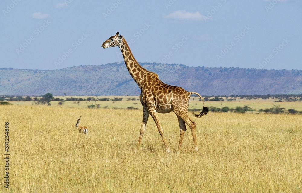 Obraz premium Masai Giraffe, giraffa camelopardalis tippelskirchi, Adult in Savannah, Masai Mara Park in Kenya