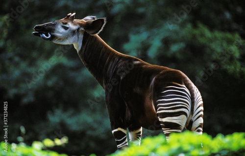 Fototapeta Okapi, okapia johnstoni, Adult licking its Nose