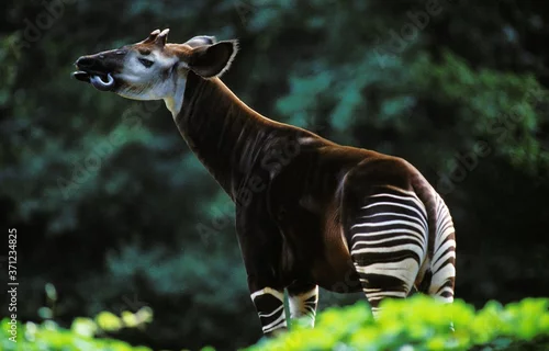 Obraz Okapi, okapia johnstoni, Adult licking its Nose
