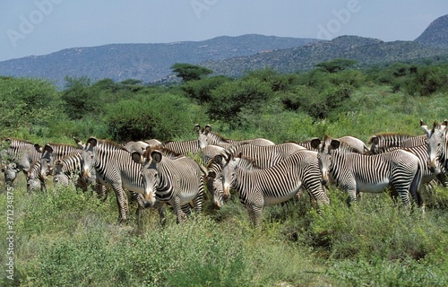 Grevy s Zebra  equus grevyi  Herd at Samburu Park in Kenya