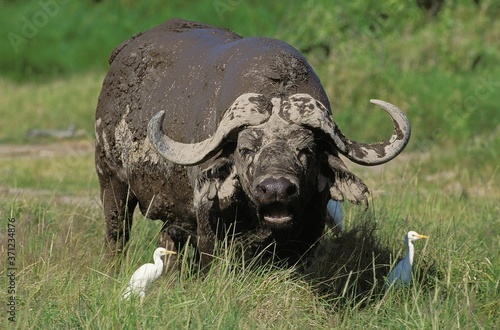 African Buffalo  syncerus caffer with Cattle Egret  bubulcus ibis  Masai Mara park in Kenya