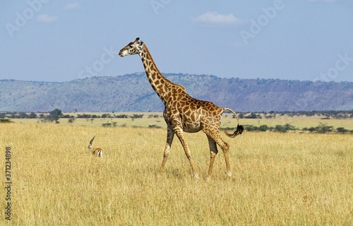 Masai Giraffe, giraffa camelopardalis tippelskirchi, Adult in Savannah, Masai Mara Park in Kenya