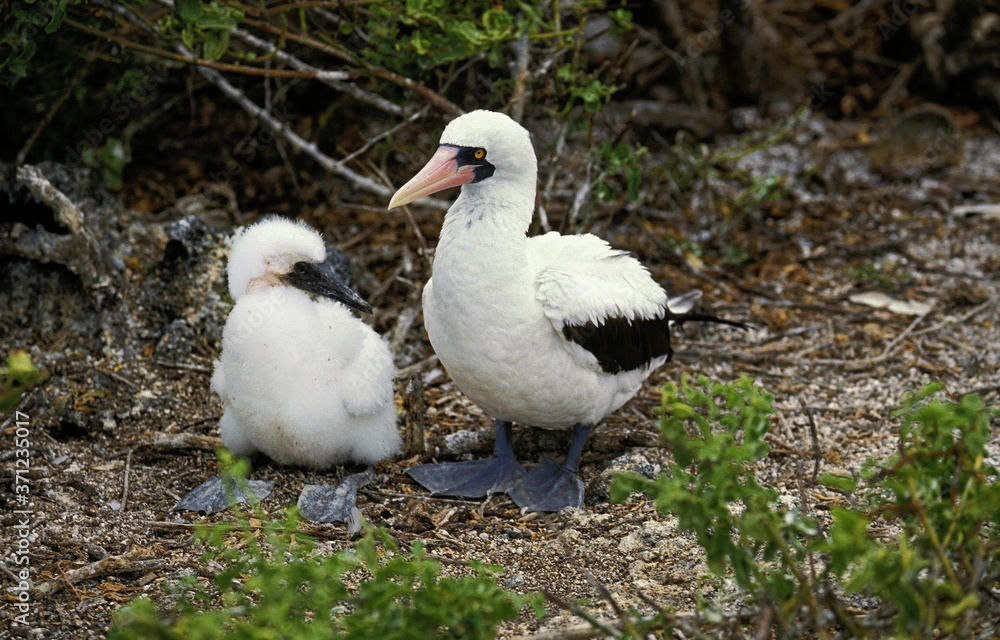 Masked Booby, sula dactylatra, Adult with Chick, Galapagos Islands Masked Booby, sula dactylatra, Adult with Chick, Galapagos Islands