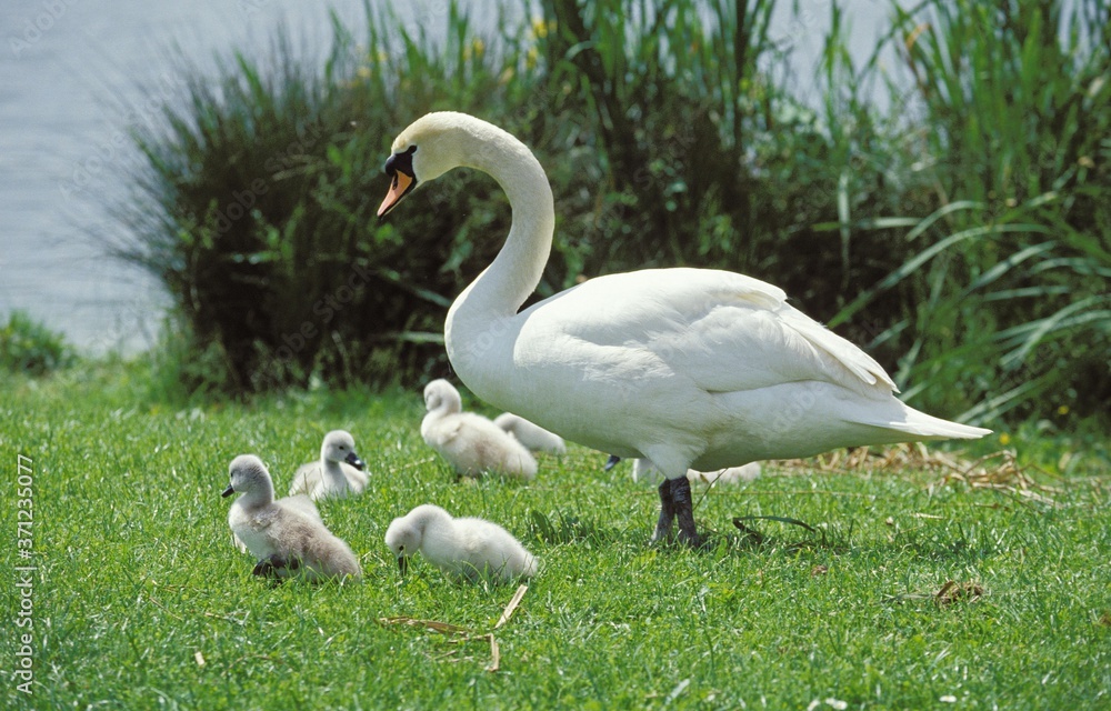 Mute Swan, cygnus olor, Adult with Chick on Grass Mute Swan, cygnus olor, Adult with Chick on Grass