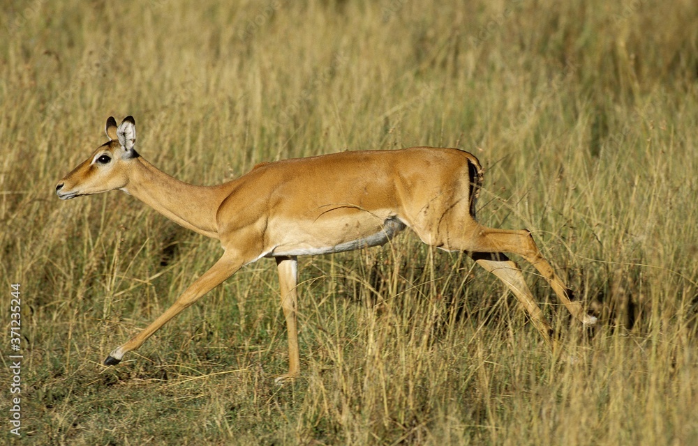 Impala, aepyceros melampus, Female running on Long Grass, Kenya Impala, aepyceros melampus, Female running on Long Grass, Kenya