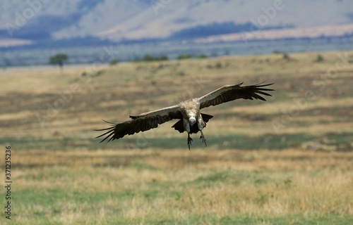 African White Backed Vulture, gyps africanus, Adult in Flight, Masai Mara Park in Kenya © slowmotiongli