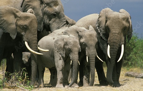 African Elephant  loxodonta africana  Herd Sleeping  Amboseli Park in Kenya
