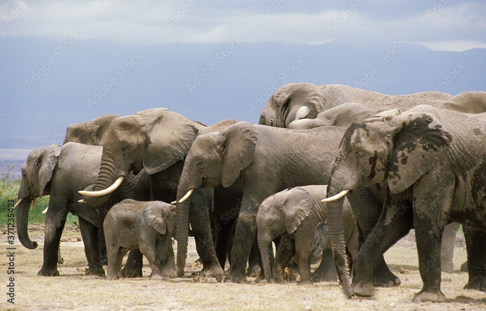Fototapeta premium African Elephant, loxodonta africana, Herd relaxing, Amboseli Park in Kenya