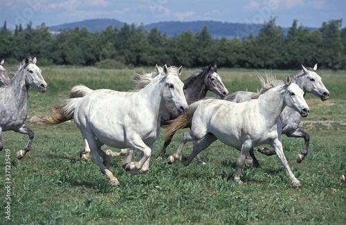 Lipizzan Horses, Herd Galloping through Meadow