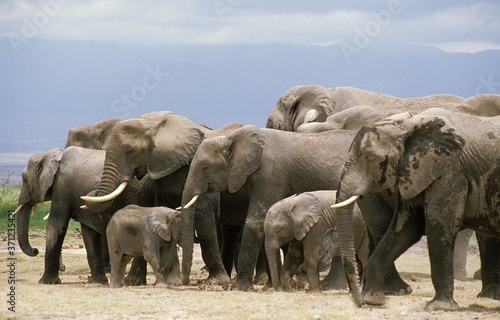 African Elephant  loxodonta africana  Herd relaxing  Amboseli Park in Kenya