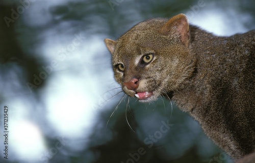 Jaguarundi, herpailurus yaguarondi, Portrait of Adult photo