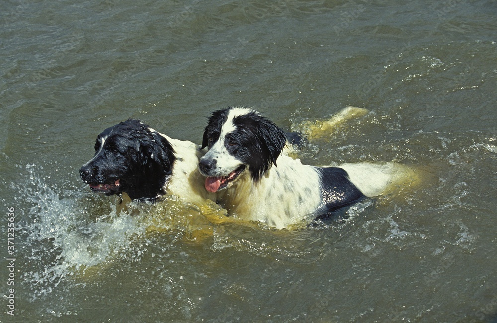 Landseer Dog, Adults playing in Water Landseer Dog, Adults playing in Water