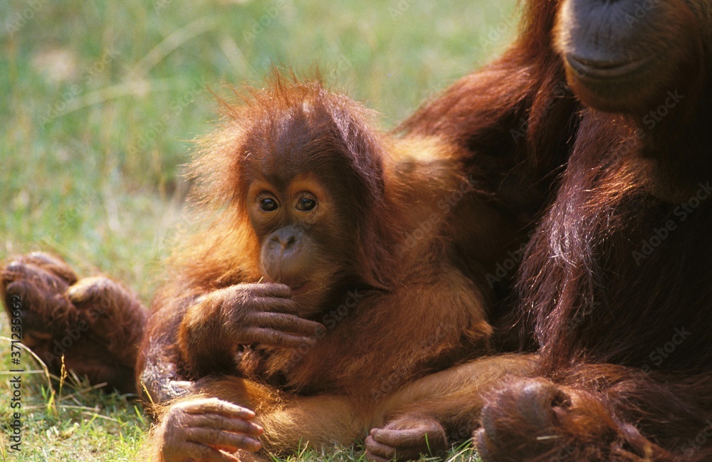 Fototapeta premium Orang Utan, pongo pygmaeus, Mother with Young