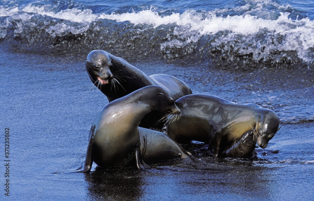Fototapeta premium Galapagos Fur Seal, arctocephalus galapagoensis, Group standing on Beach