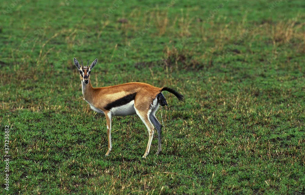 Fototapeta premium Thomson's Gazelle, gazella thomsoni, Mother Giving birth, Masai Mara Park in Kenya