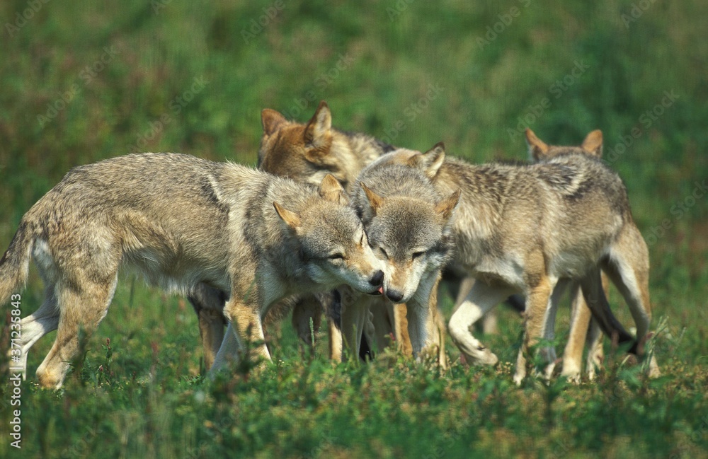 Obraz premium European Wolf, canis lupus, Pack