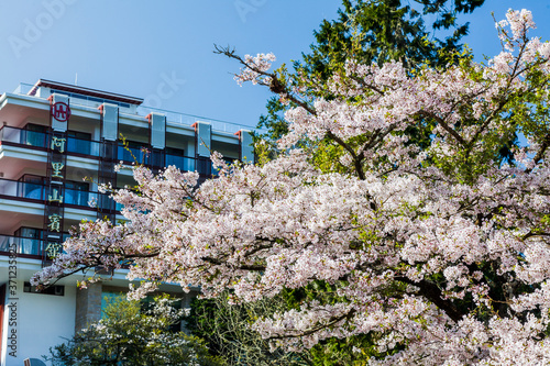 Beautiful cherry blossoms bloom in Alishan Forest Recreation Area in Chiayi, Taiwan. photo