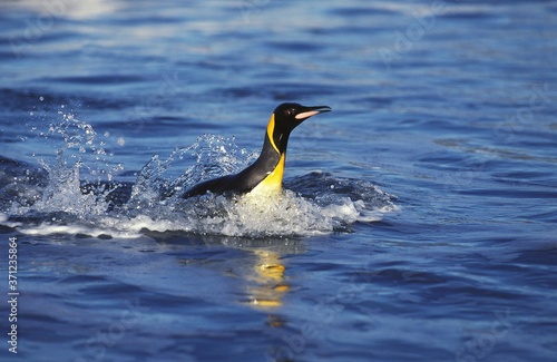 King Penguin  aptenodytes patagonica  Adult swimming  Emerging from Ocean  Salisbury Plain in South Georgia