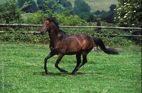English Thoroughbred Horse Galloping in Paddock