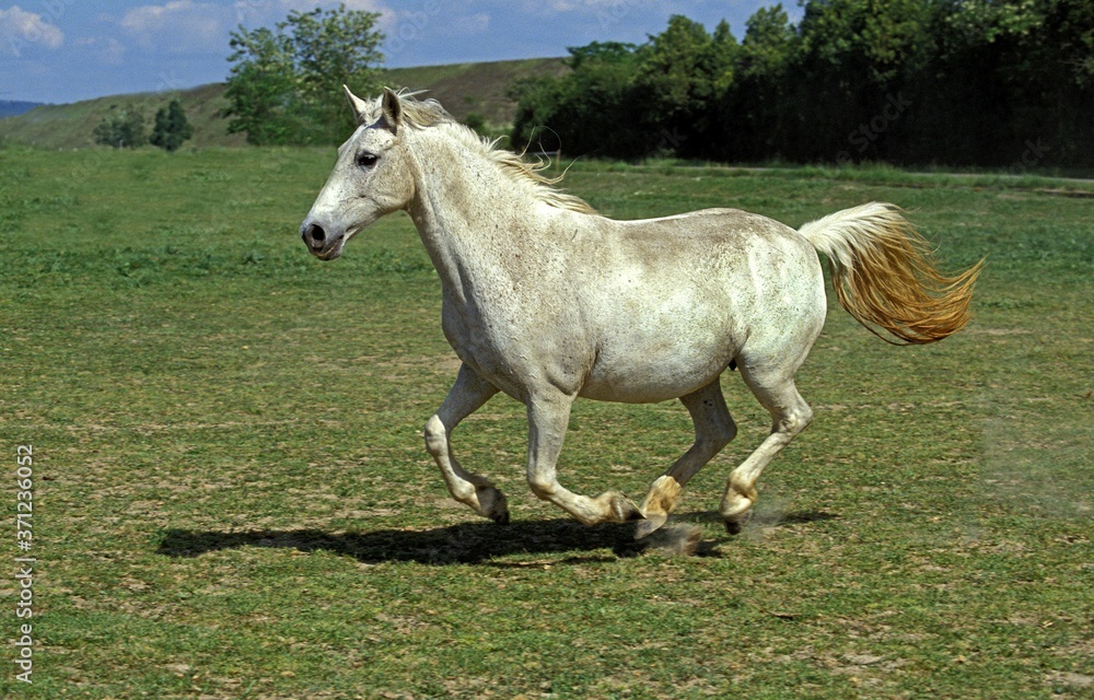 Lipizzan Horses, Adult Galloping through Meadow Lipizzan Horses, Adult Galloping through Meadow