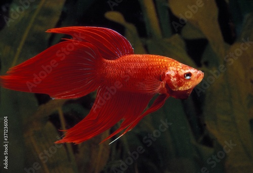 Fighting Fish, betta splendens, Aquarium Fish