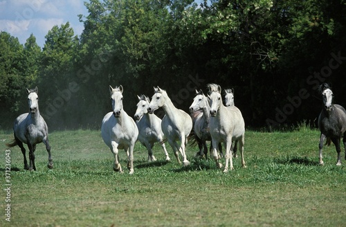 Lipizzan Horses, Herd Galloping through Meadow