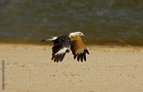 Yellow-Headed Caracara, milvago chimachima, Adult in Flight, Los Lianos in Venezuela photo