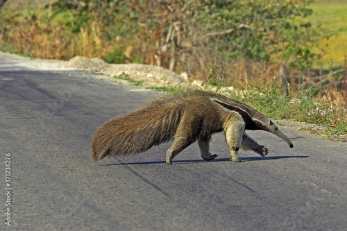 Giant Anteater, myrmecophaga tridactyla, Adult crossing Road, Los Lianos in Venezuela photo