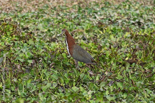 Rufescent Tiger-Heron, tigrisoma lineatum, Adult standing in Swamp, Los Lianos in Venezuela photo