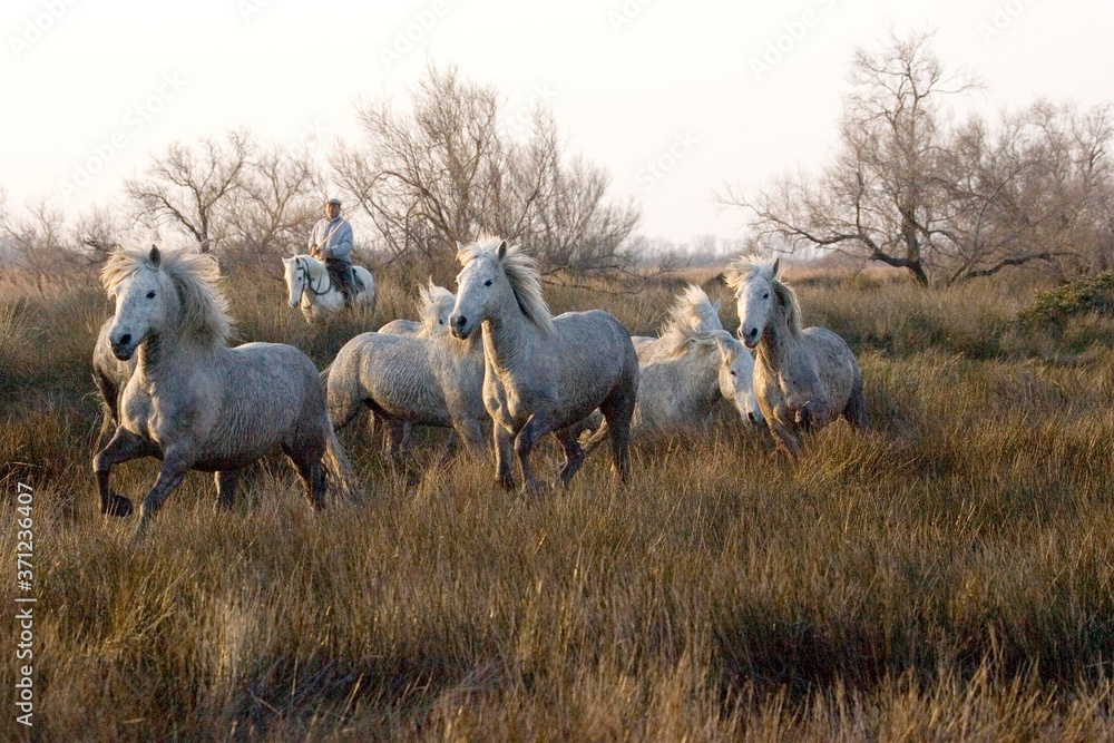 Fototapeta premium Camargue Horse, Herd standing in Swamp, Saintes Marie de la Mer in Camargue, in the South of France