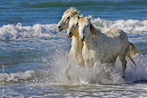 Camargue Horse, Adults Trotting on the Beach, Saintes Marie de la Mer in Camargue, in the South of France